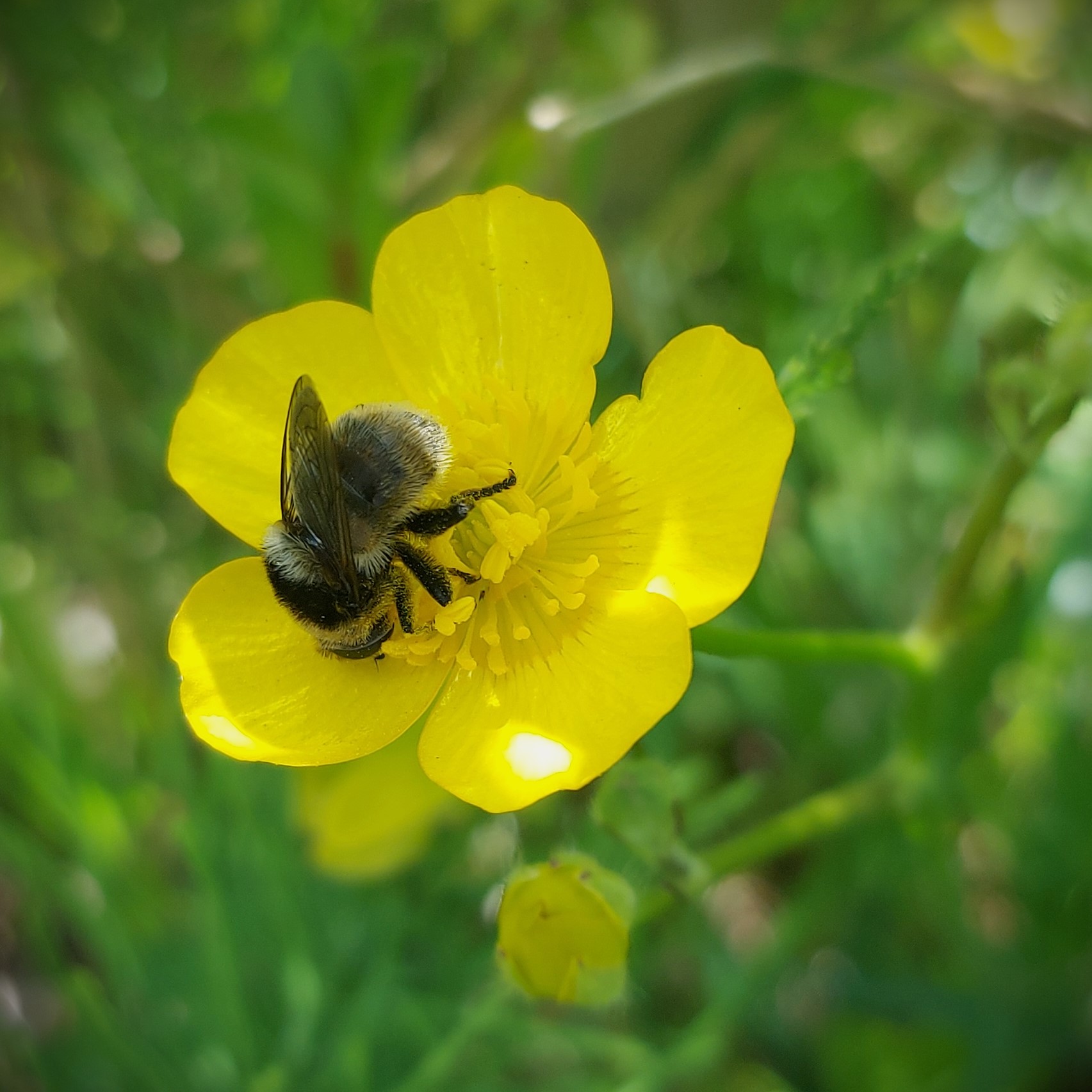 Een hommel op een boterbloem?